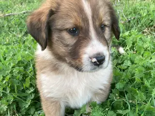 Collie dogs Travis - Ad 9