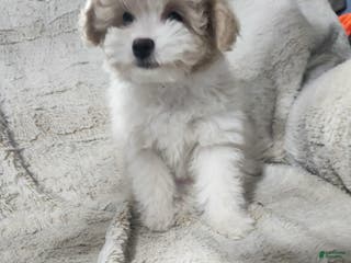 Pomapoo dogs Chole - Ad 34