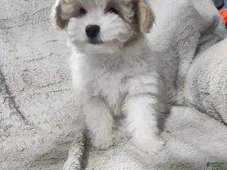 Pomapoo dogs Pomapoo Puppy 2 - Ad 22