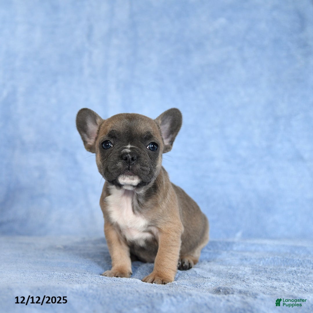 French Bulldog dogs for sale: Yammy - Ad 1