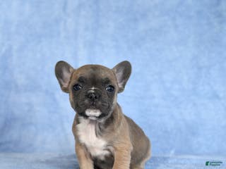 French Bulldog dogs Yammy - Ad 36