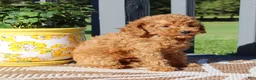 Toy Poodle dogs for sale: Honey - Ad 3