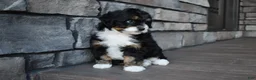 Mini Bernedoodle dogs for sale: Autumn - Ad 5