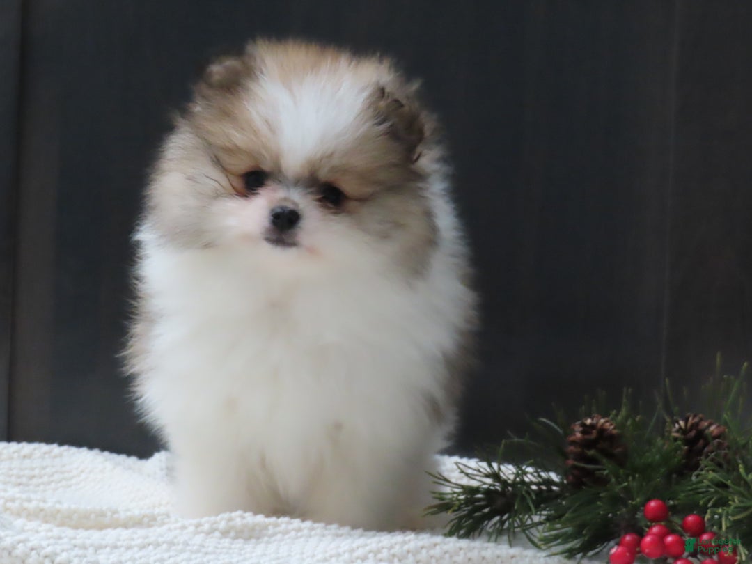 Pomeranian dogs for sale: DASSY - Ad 5