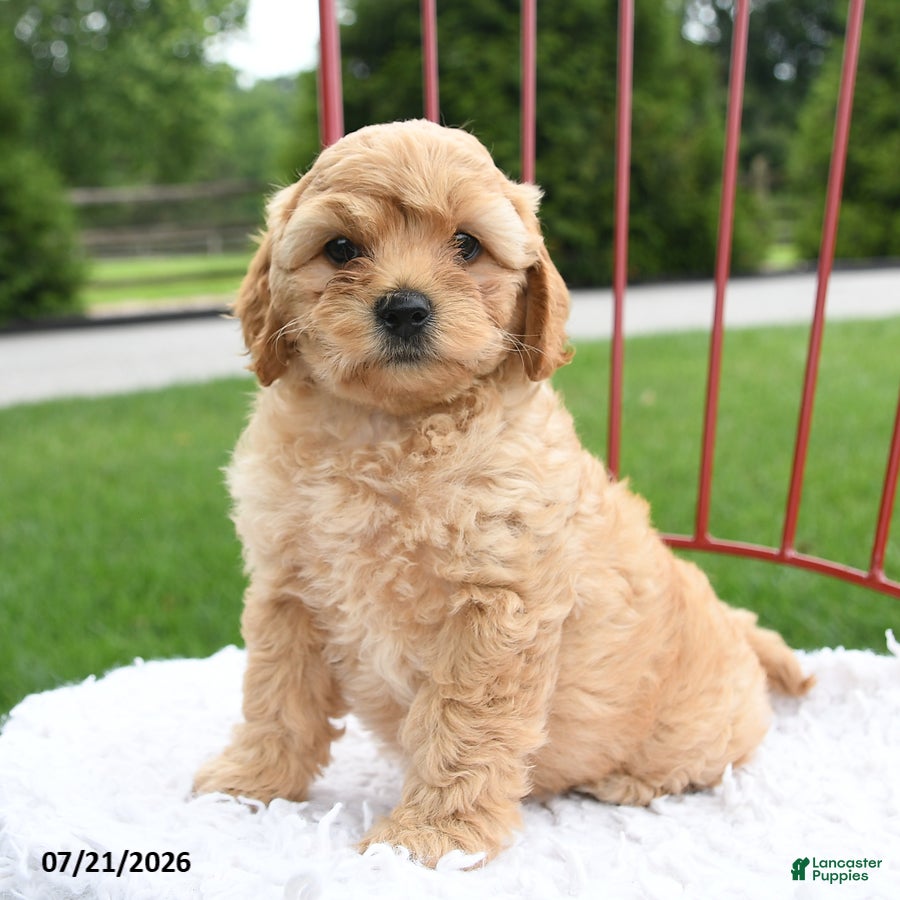 Cockapoo dogs Zion - Ad 1