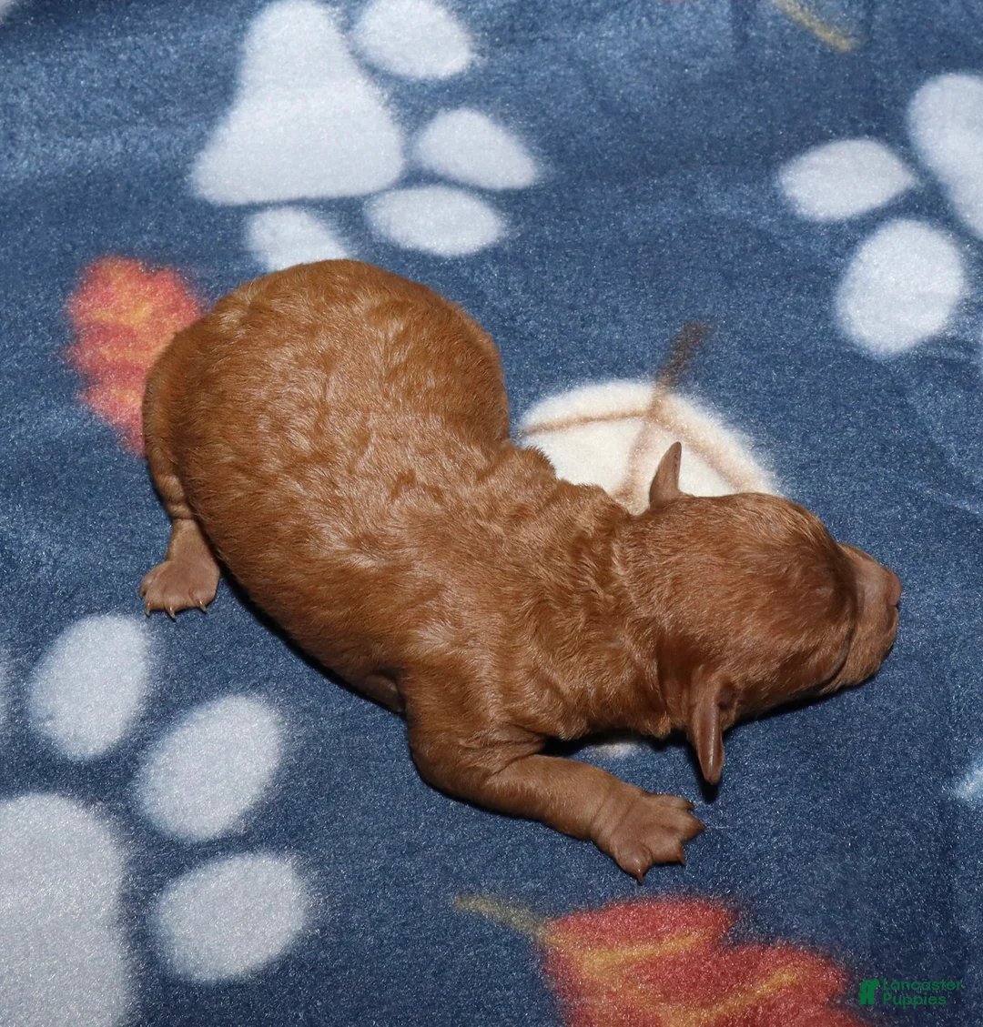 Toy Poodle dogs for sale: Summer’s red male - Ad 2