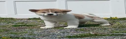 Akita dogs for sale: Willow - Ad 6