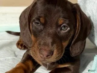 Dachshund dogs Dallas - Ad 33