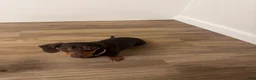 Miniature Dachshund dogs for sale: Teddy - Ad 4