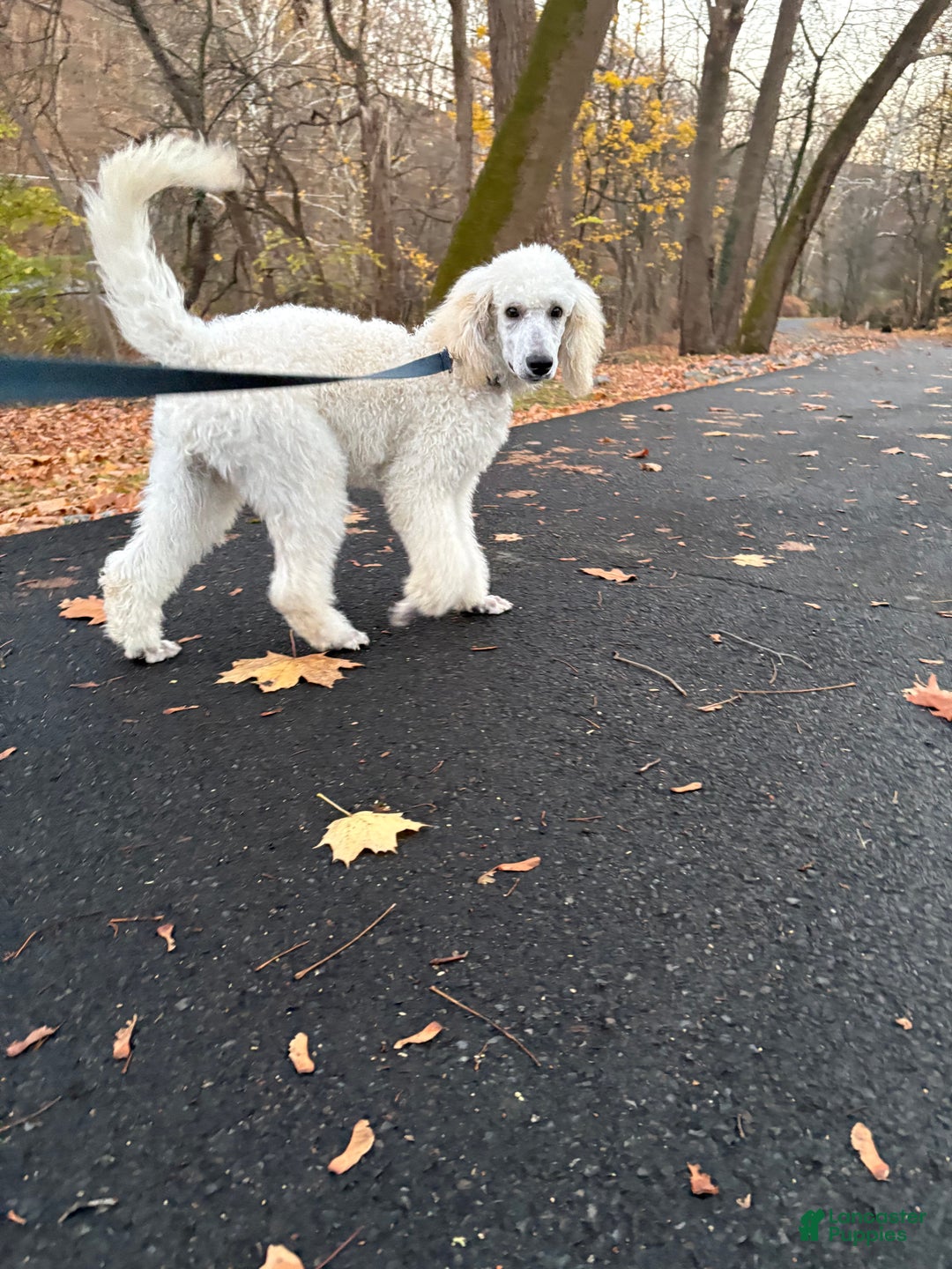 Standard Poodle dogs for sale: Standard Poodle Puppy 1 - Ad 3
