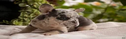 French Bulldog dogs for sale: Lexa French Bulldog  - Ad 4