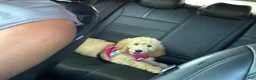 Goldendoodle dogs for sale: Goldendoodle 1 - Ad 7