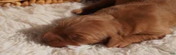 Golden Retriever dogs for sale: Daisy -AKC, Genetically Clear - Ad 18