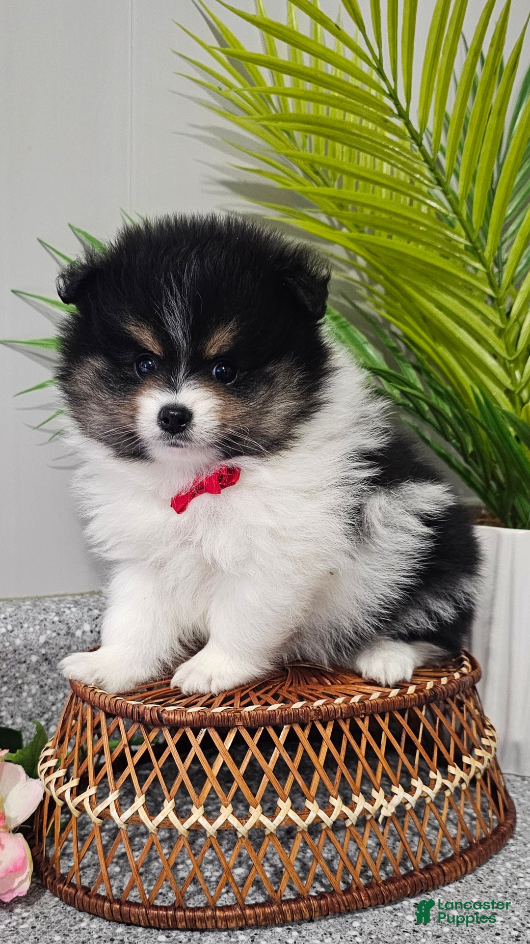 Pomeranian dogs for sale: Riggs - Ad 3