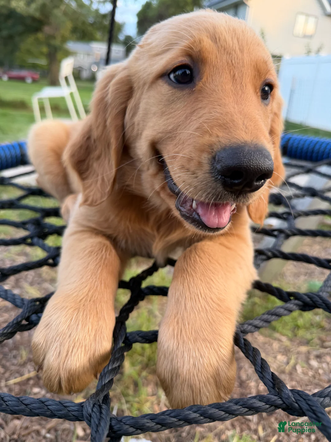 Golden Retriever dogs for sale: Rosy - Ad 1