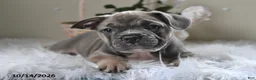Frenchton dogs for sale: Bruno - Ad 4