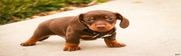 Miniature Dachshund dogs for sale: Barney - Ad 6