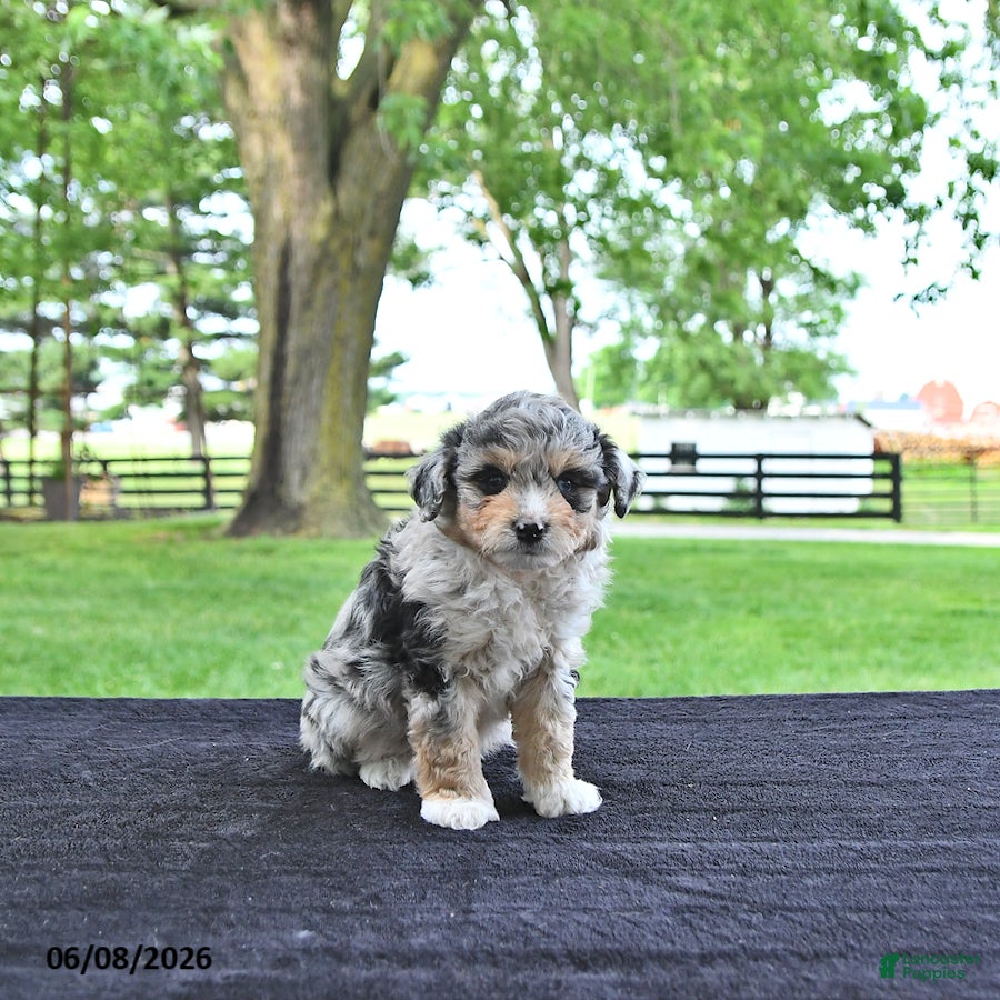 Mini Aussiedoodle dogs Trent - Ad 2
