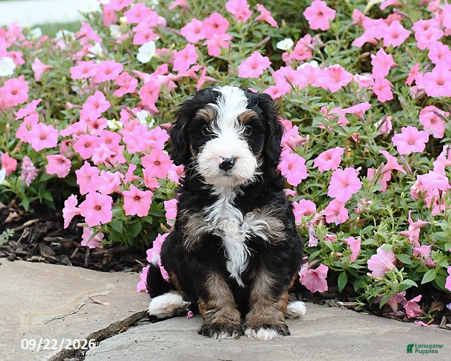 Mini Bernedoodle dogs Archer - Ad 1
