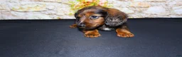 Miniature Dachshund dogs for sale: Butters - Ad 4