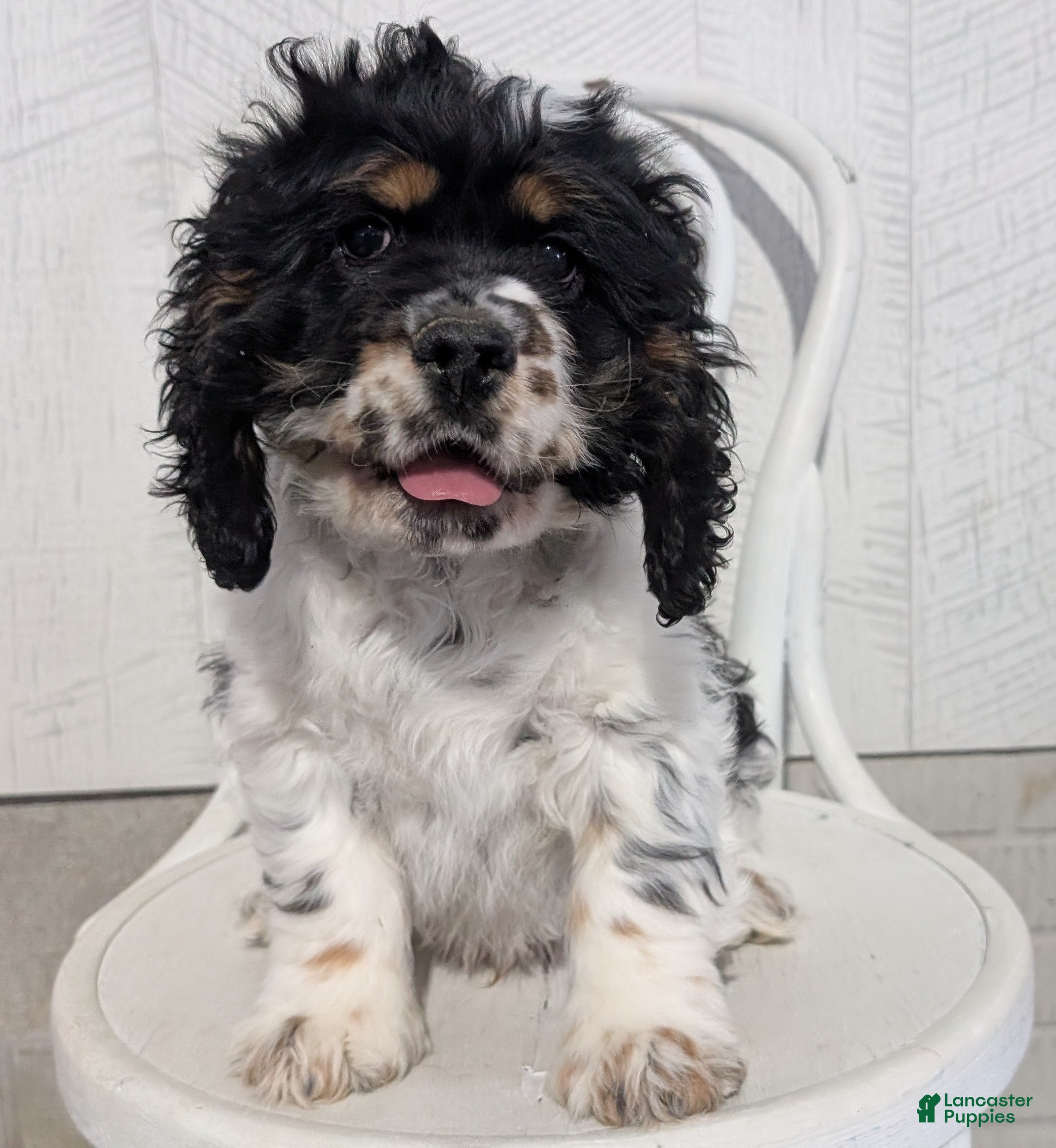 Cocker Spaniel dogs Rocco - Ad 12