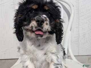 Cocker Spaniel dogs Rocco - Ad 12