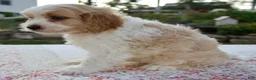Cavapoo dogs for sale: Quincey - Ad 5
