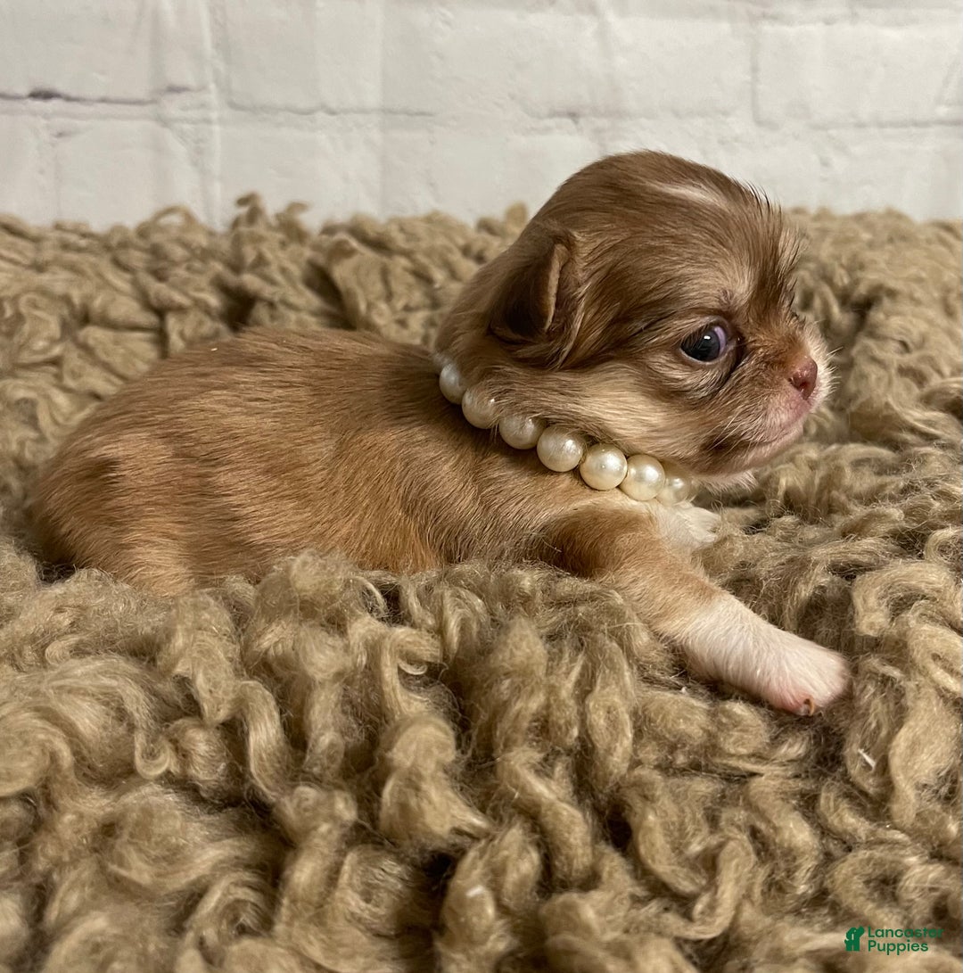 Chihuahua dogs for sale: Chihuahua Puppy 1 - Ad 2