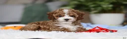 Cavapoo dogs for sale: Theo - Ad 4