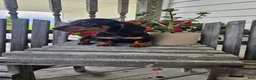 Dachshund dogs for sale: Bud - Ad 5