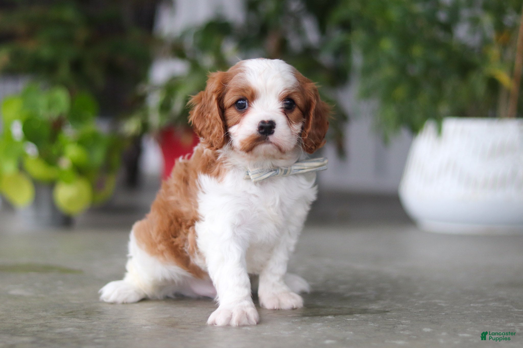 Cavalier King Charles Spaniel dogs Maverick - Ad 1