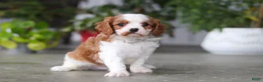 Maverick