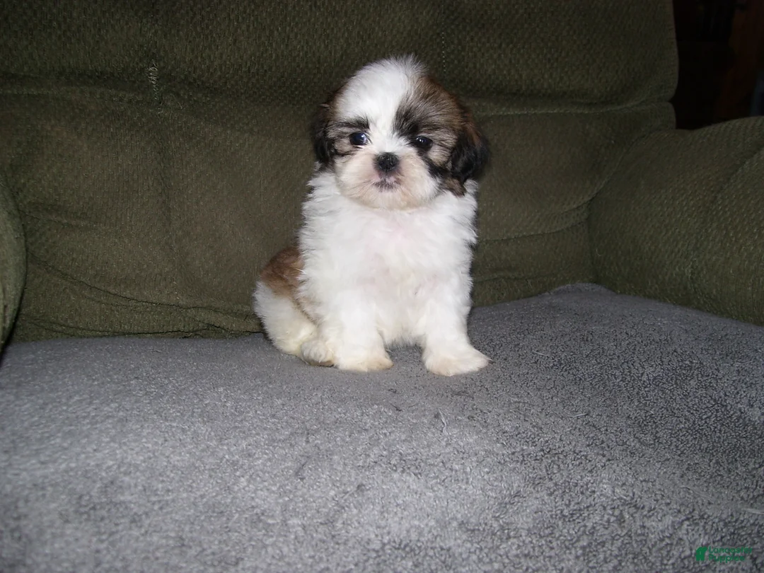 Shih Tzu dogs for sale: BENTLEY - Ad 7