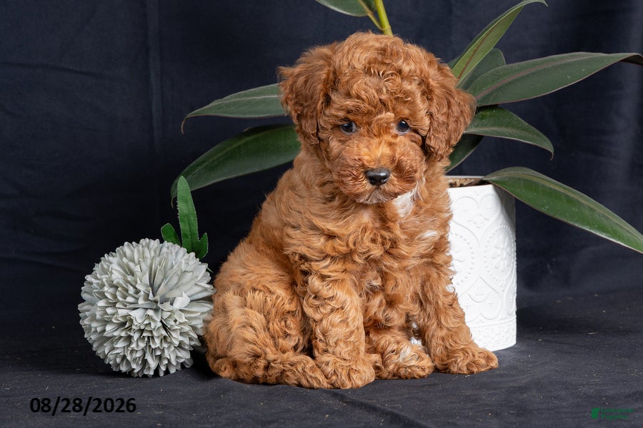 Miniature Poodle dogs Cashew - Ad 2