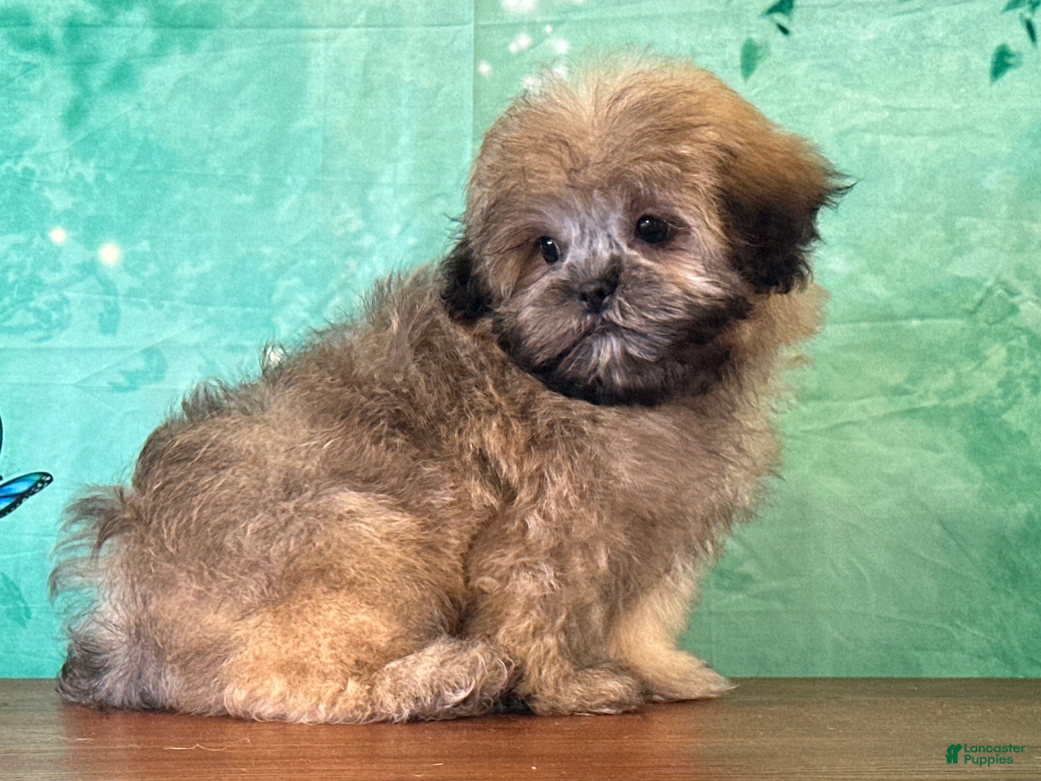 Teddy Bear dogs Alfalfa - Ad 2