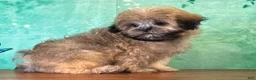 Teddy Bear dogs for sale: Alfalfa - Ad 2