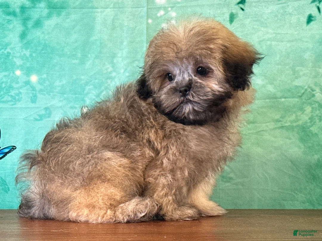 Teddy Bear dogs for sale: Alfalfa - Ad 2