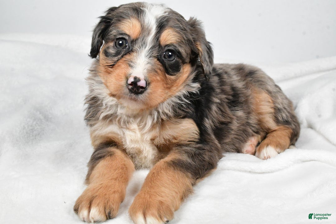 Bernedoodle dogs for sale: Angel - Ad 6