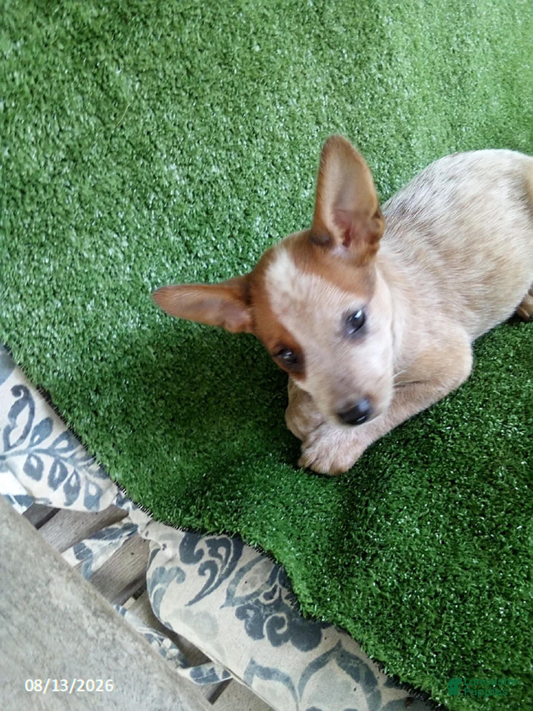 Australian Cattle Dog dogs for sale: Hank - Ad 4