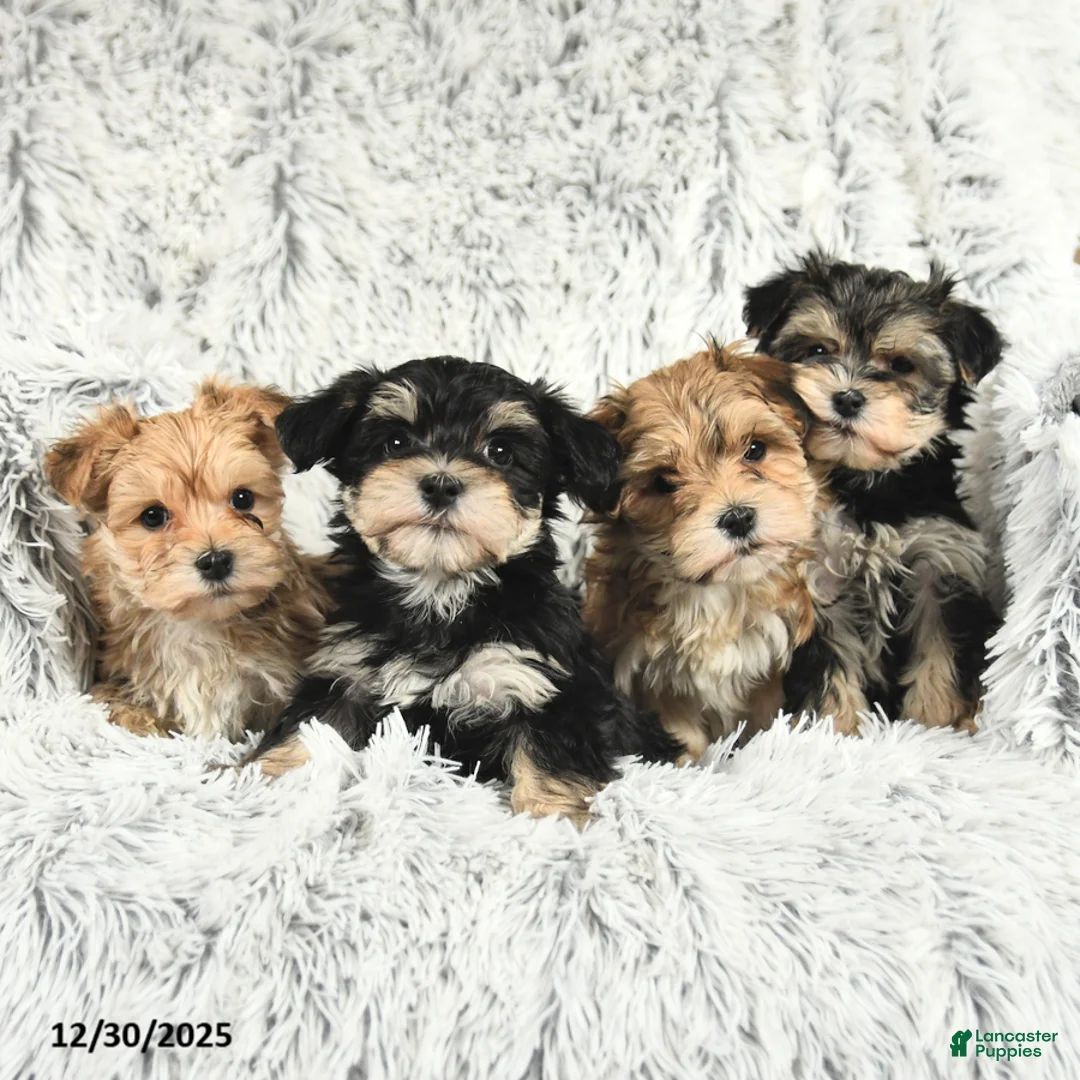 Morkie dogs for sale: Barbie - Ad 6