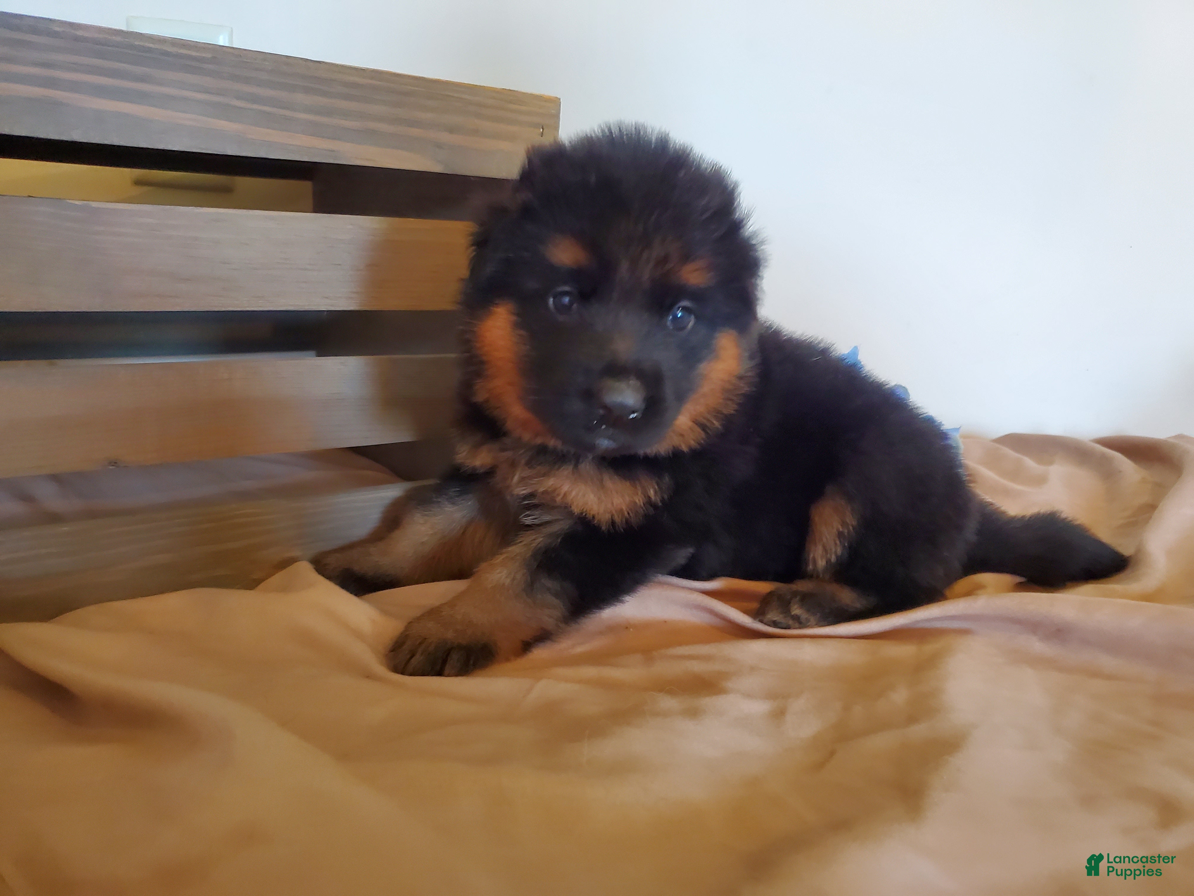 German Shepherd dogs Bob - Ad 1