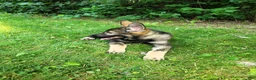 Mixed Breed dogs for sale: Odin - Ad 3