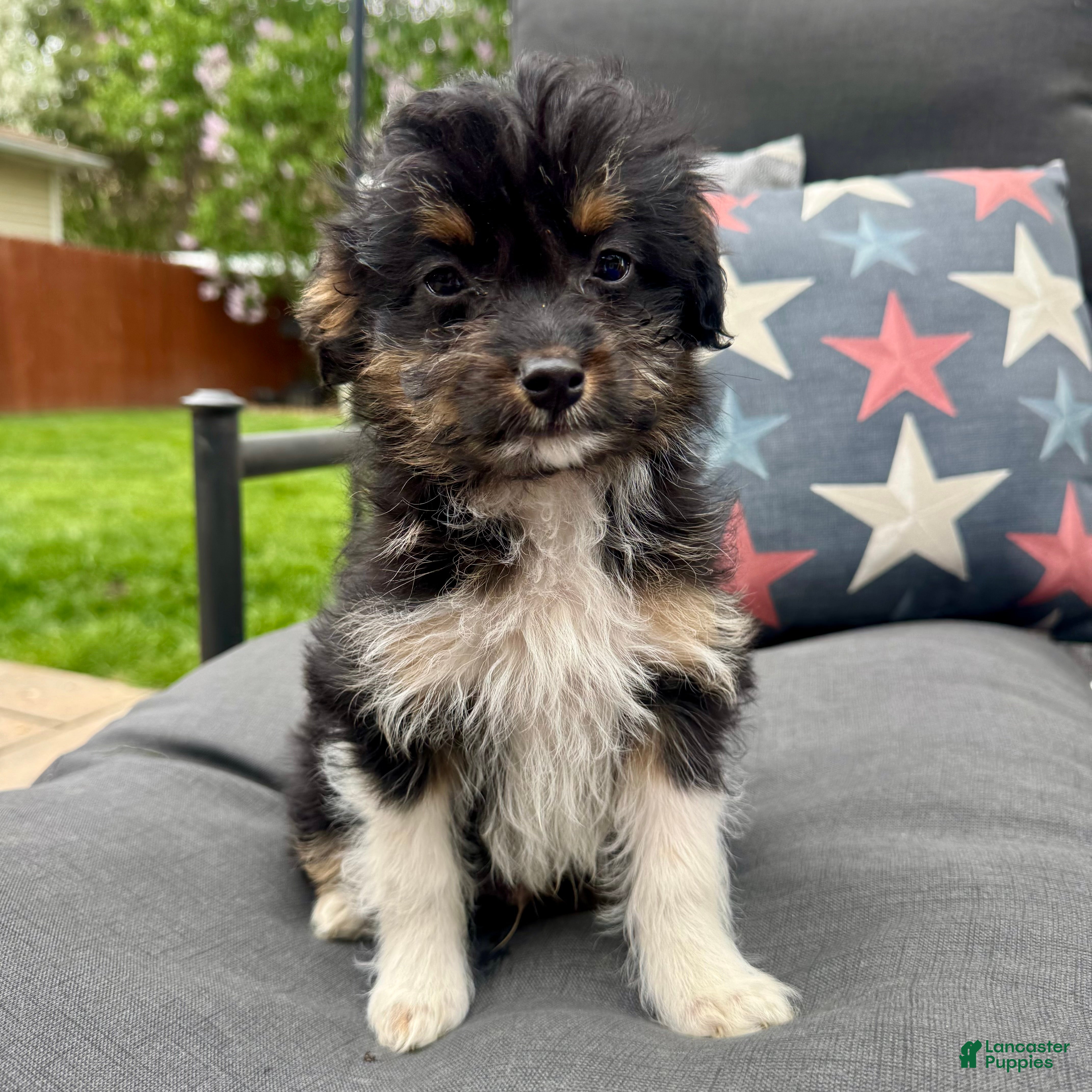 Mixed Breed dogs Bowser  - Ad 6