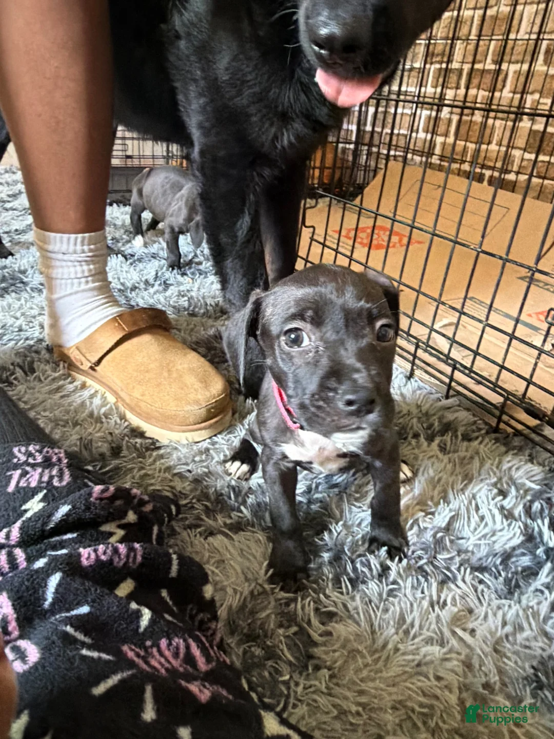 Mixed Breed dogs for sale: Mixed Breed Puppy 4 - Ad 1