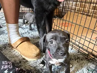 Mixed Breed dogs Mixed Breed Puppy 4 - Ad 32