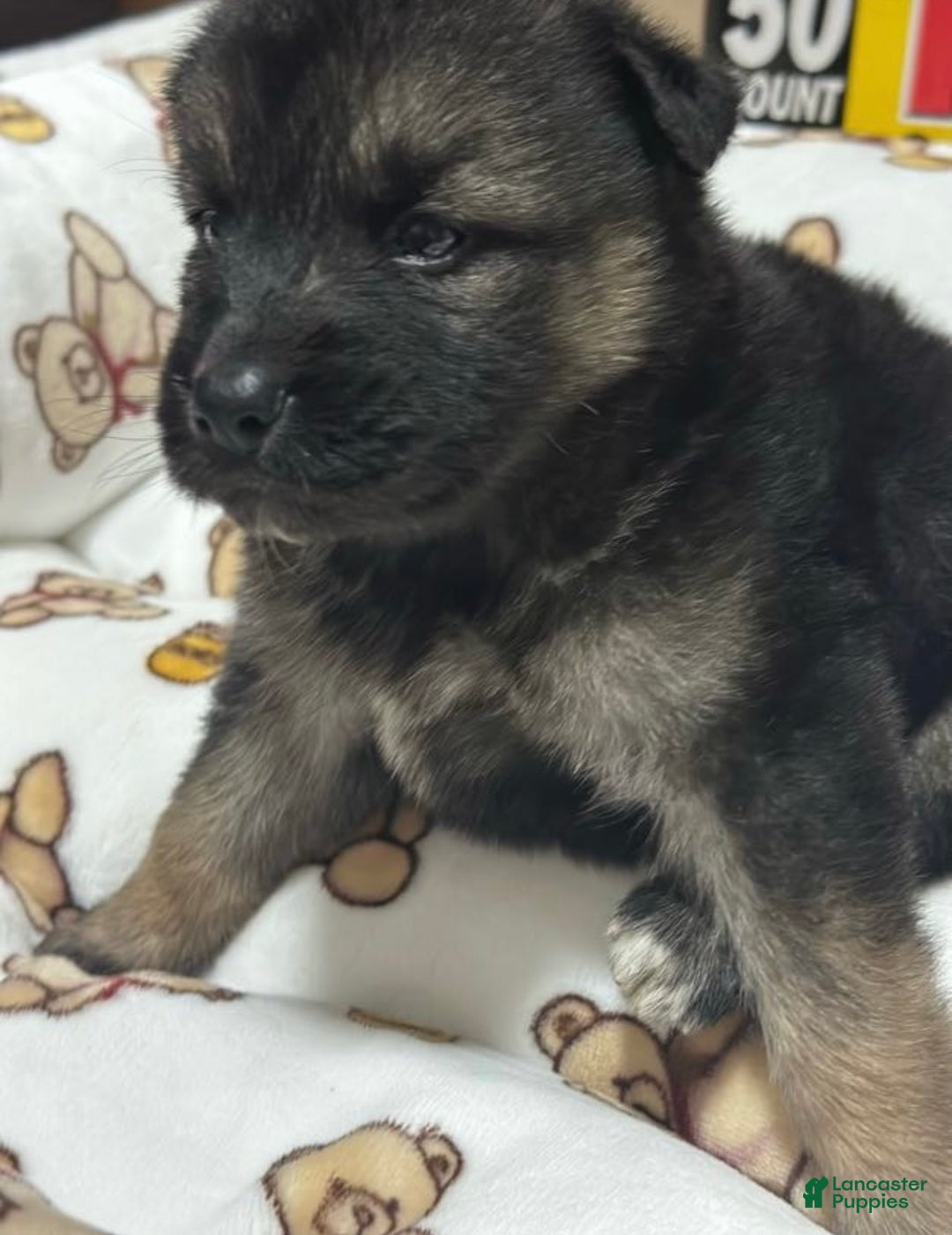 Gerberian Shepsky dogs for sale: Gerberian Shepsky Puppy 1 - Ad 8
