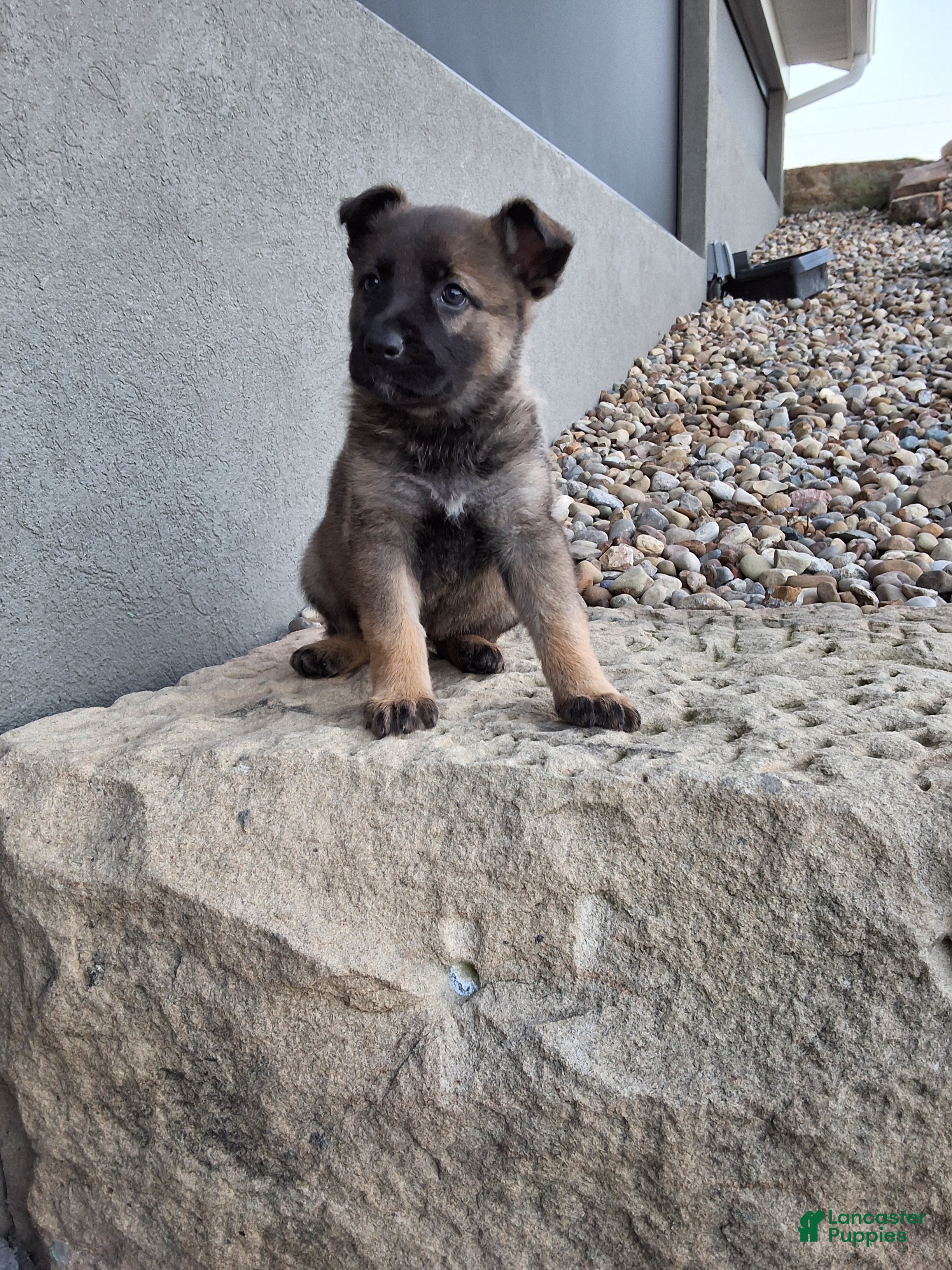 German Shepherd dogs Lily - Ad 2