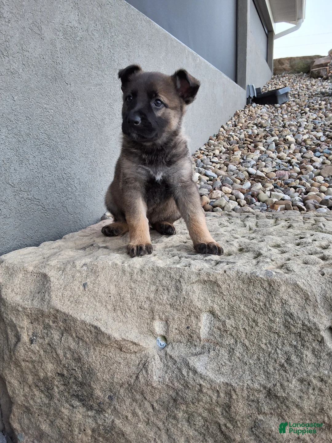 German Shepherd dogs for sale: Lily - Ad 2