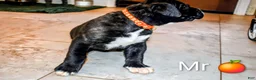 Presa Canario dogs for sale: Mr Orange  - Ad 6