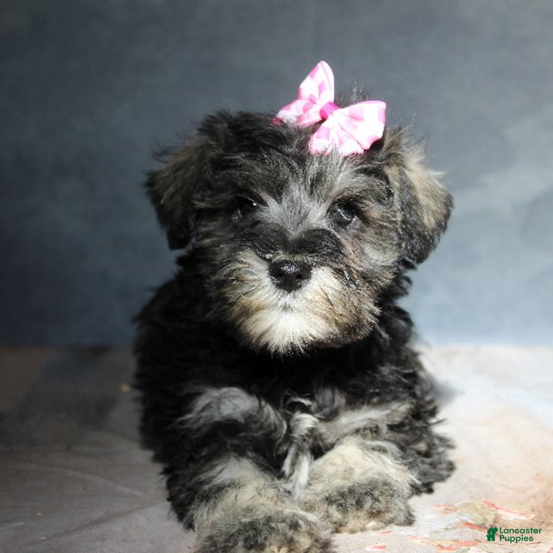 Miniature Schnauzer dogs for sale: Teagan - Ad 2